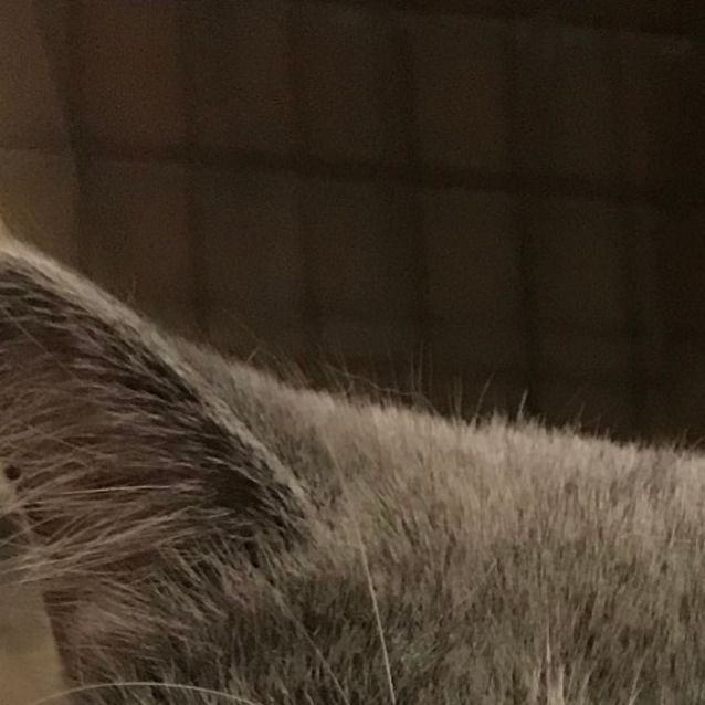 Photo of Odin