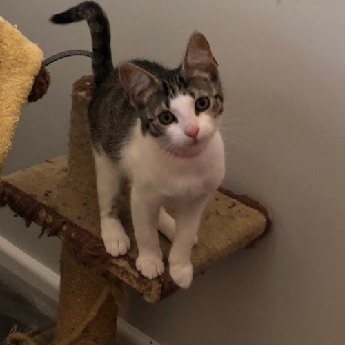 Lucy - Located in Preston