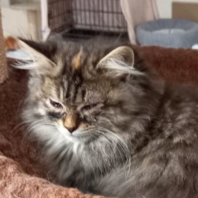 Photo of Chai