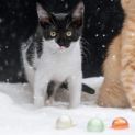 Photo of Schoggi **2nd Chance Cat Rescue**