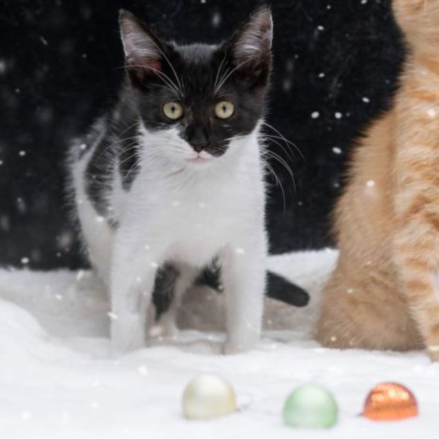 Photo of Schoggi **2nd Chance Cat Rescue**