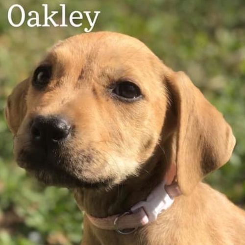 Oakley