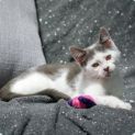 Photo of Zippy **2nd Chance Cat Rescue**