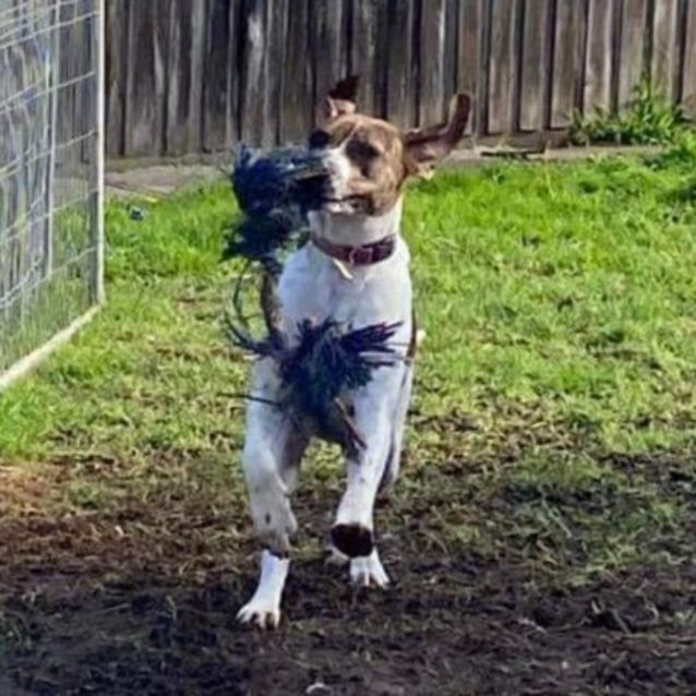 Photo of Hamlet