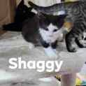 Photo of Shaggy