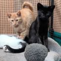 Photo of Ruebli **2nd Chance Cat Rescue**