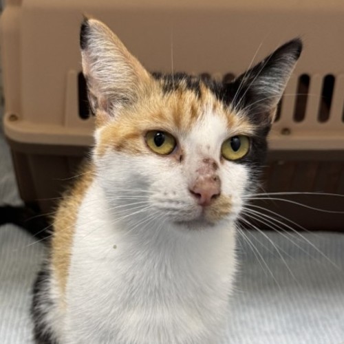 Princess Consuela Banana Hammock