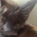 Photo of Deeanne **2nd Chance Cat Rescue**