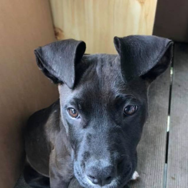 Photo of Brandy