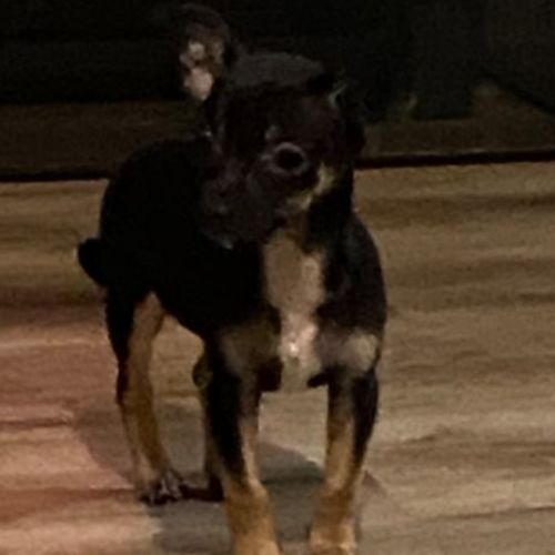 Romeo