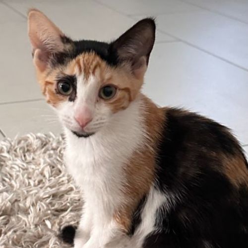 Minnie