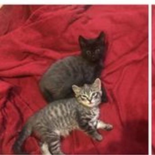 Photo of Stuart And Little