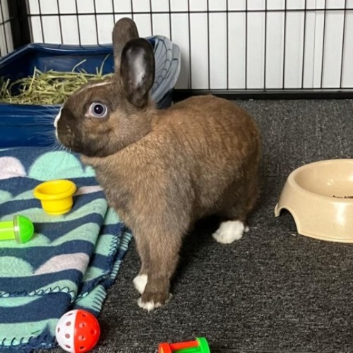 Bella (Located in Mount Eliza)