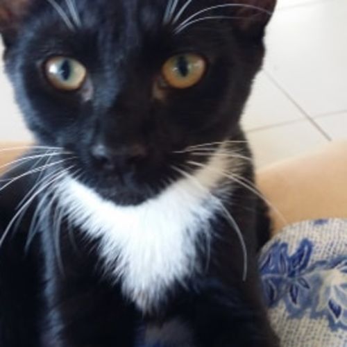 Mittens