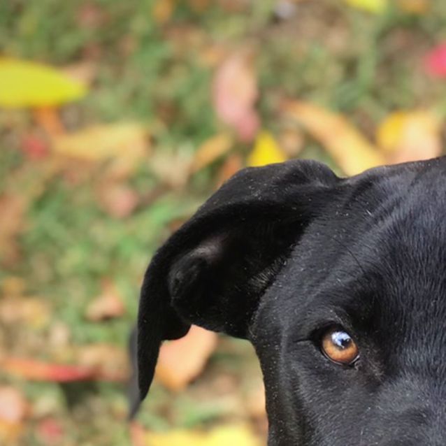 Photo of Shadow 
