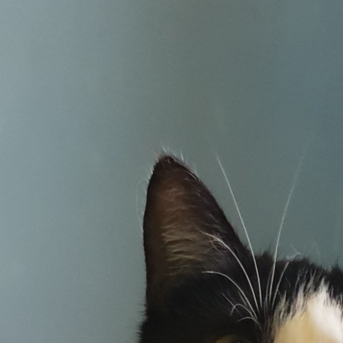 Tahini ^^Dandy Cat Rescue^^