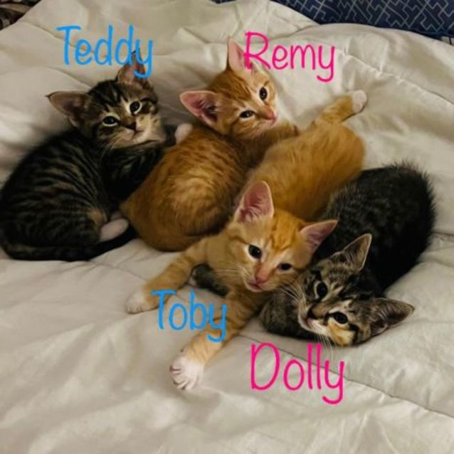 Photo of Teddy **2nd Chance Cat Rescue**