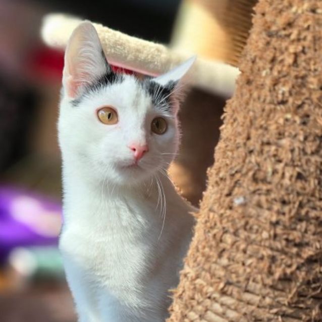 Photo of Smudge