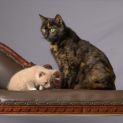 Photo of Marzipan **2nd Chance Cat Rescue**