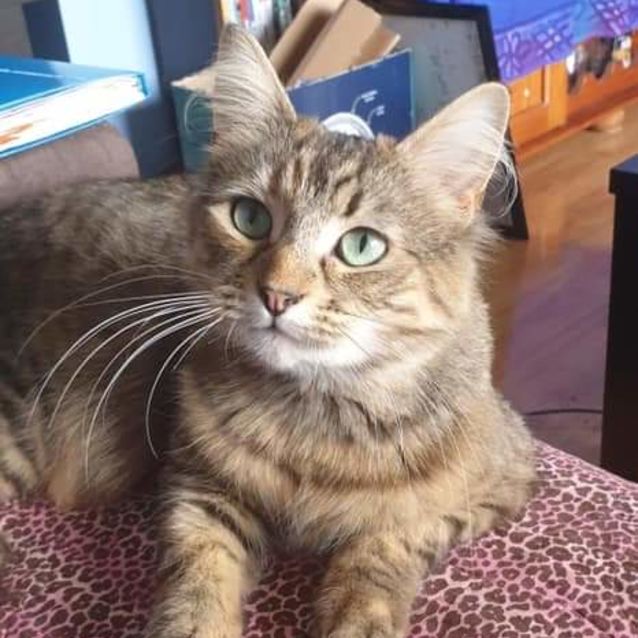 Photo of Missy Moo Aka Mumma