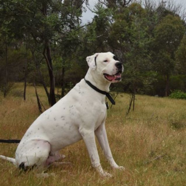 Photo of Duke (Located In Wantirna South)