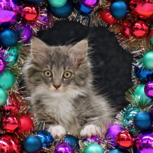 Photo of Sylvie **2nd Chance Cat Rescue**