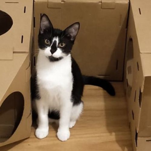 Hunter ** 2nd Chance Cat Rescue**