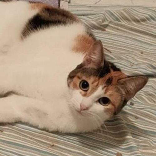 Peaches 