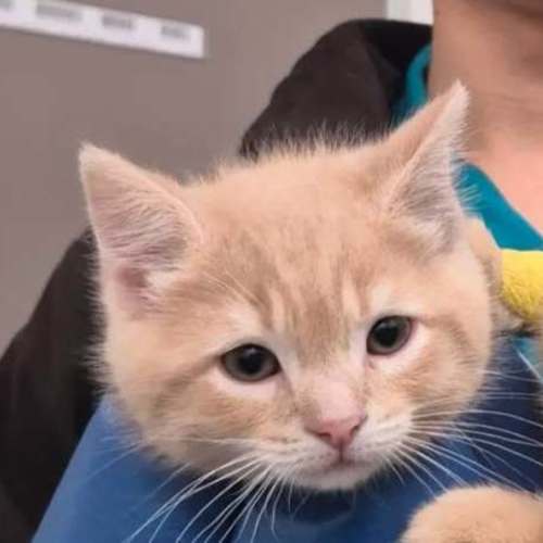 Merry ** 2nd Chance Cat Rescue**
