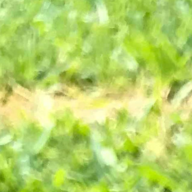 Photo of Chip 