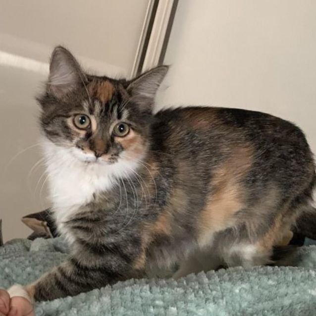 Photo of Chicken 🐣