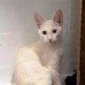 Photo of Kimba