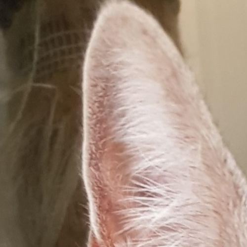Penny