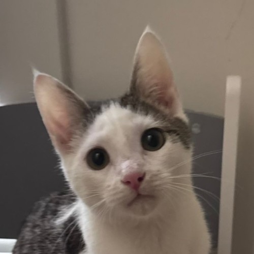 No photo for Mothman