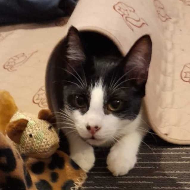 Photo of Misty And Banjo (Mother And Son)