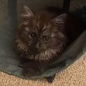 Photo of Boo