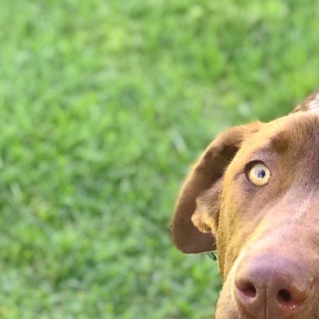 Photo of Roxy 