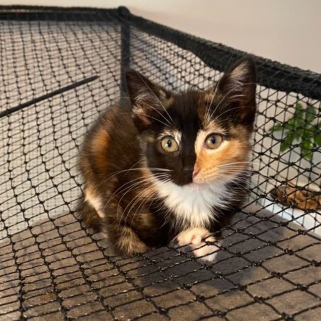 Photo of Harlequin (Harlie) **2nd Chance Cat Rescue**