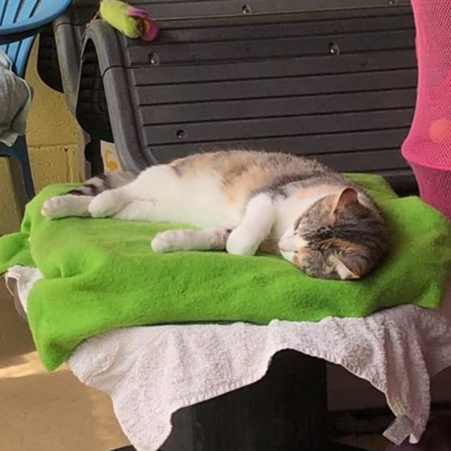 Photo of Sprite. Gentle Soul Inside A Tough Exterior