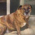 Photo of Oscar