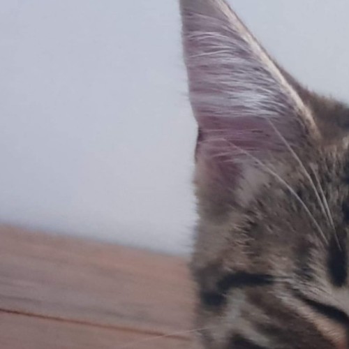 Lilah 