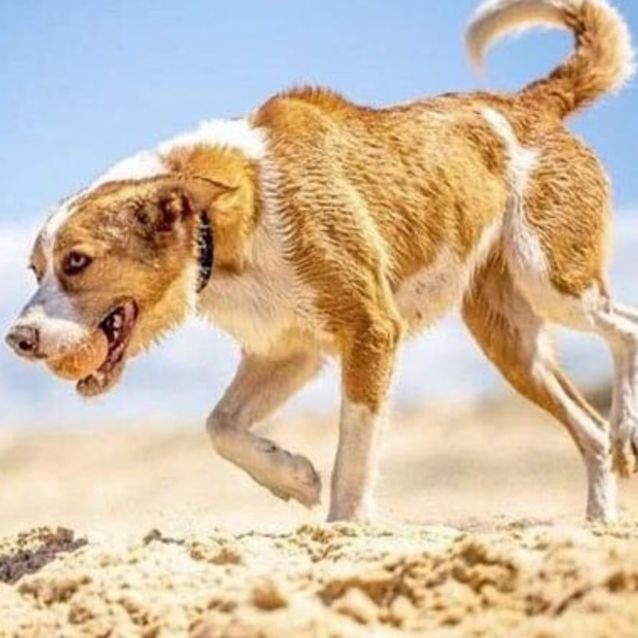 Photo of Tilly ~ Kelpie X Koolie (On Trial 11/9/19)