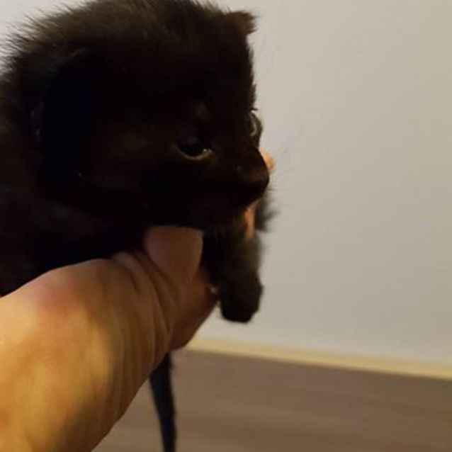 Photo of Heathcliff **2nd Chance Cat Rescue**