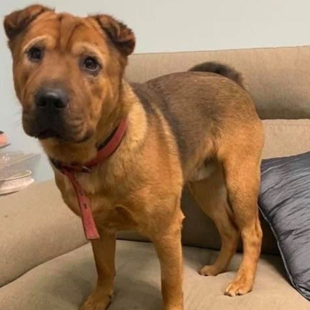 Shar pei chihuahua sale