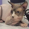 Photo of Bertie
