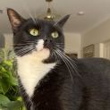 Photo of Bing Located In Rosanna