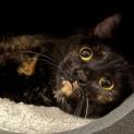 Photo of Hazel