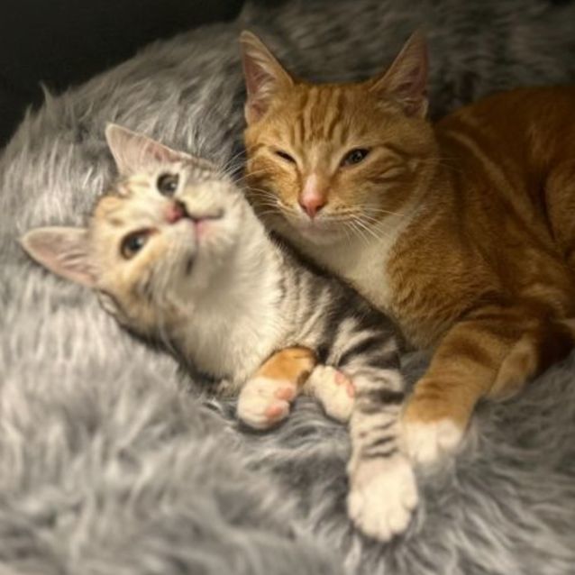Photo of Charizard (Chari) **2nd Chance Cat Rescue**