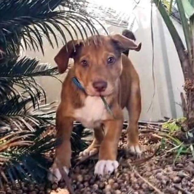 Photo of Bruno 🐶🐻