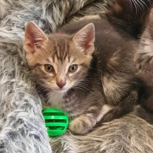 Katniss ** 2nd Chance Cat Rescue **